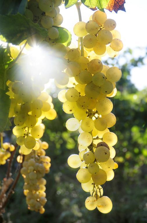 Albergo 'La Vigna' Procida Ngoại thất bức ảnh