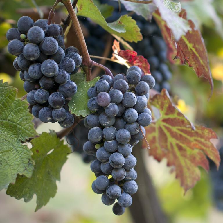 Albergo 'La Vigna' Procida Ngoại thất bức ảnh