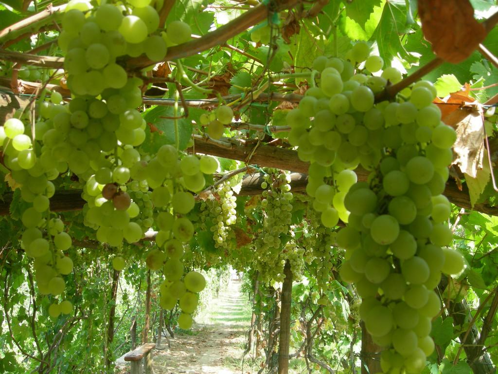 Albergo 'La Vigna' Procida Ngoại thất bức ảnh